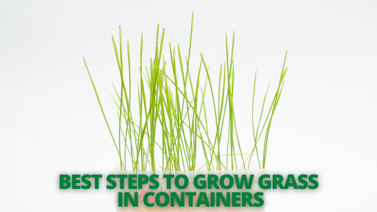 Best Steps To Grow Grass In Containers