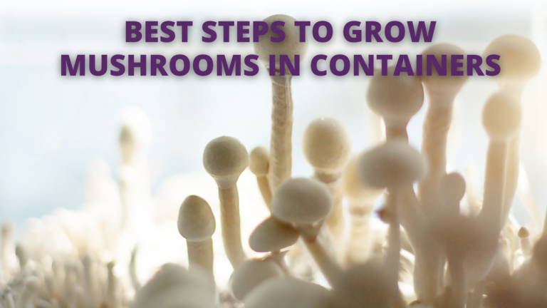 Best Steps To Grow Mushrooms In Containers