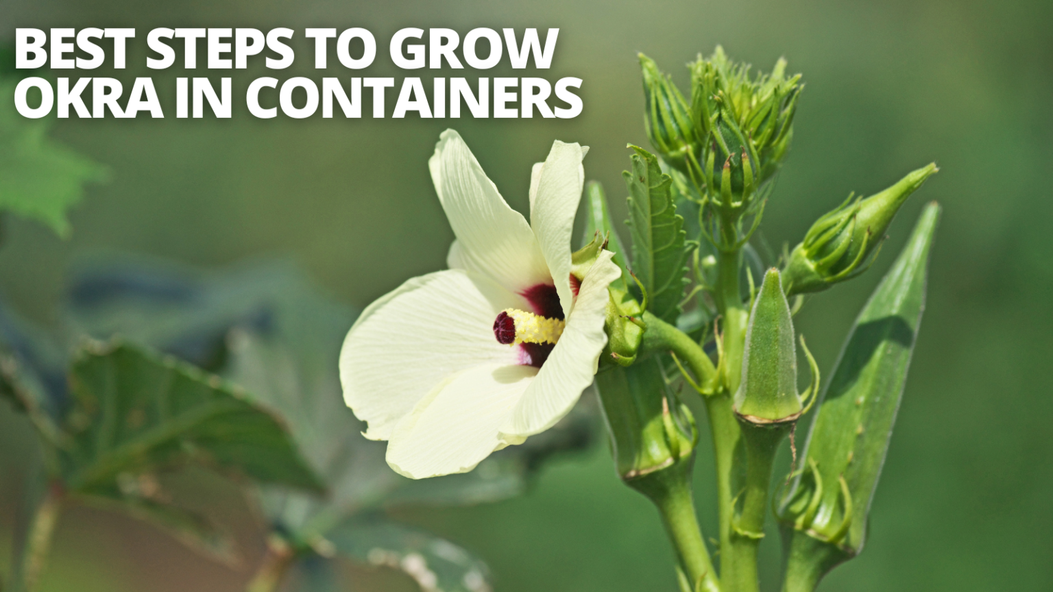 7 Best Steps Of Growing Beans In Containers | Close To Nature