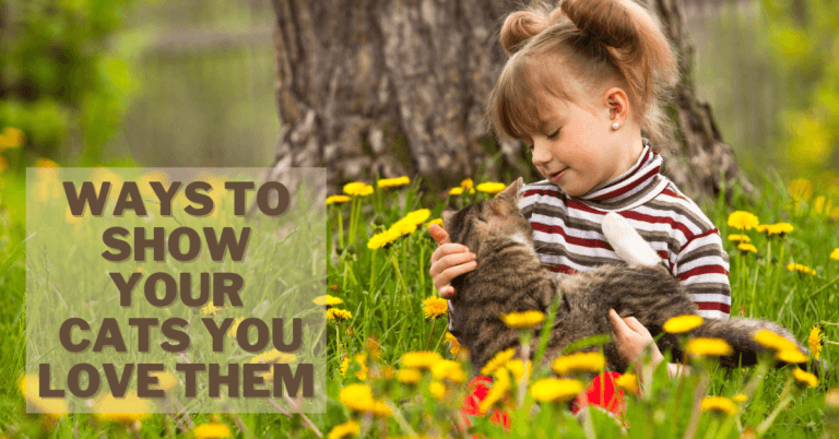 Best Ways To Show Your Cats You Love Them