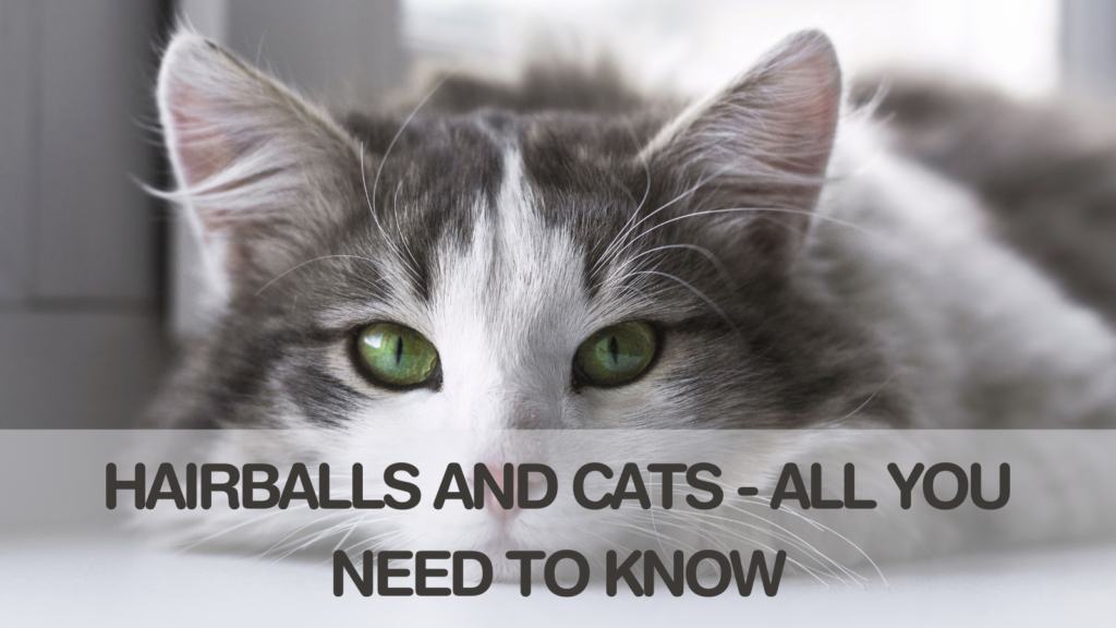 Hairballs And Cats All You Need To Know In 2023