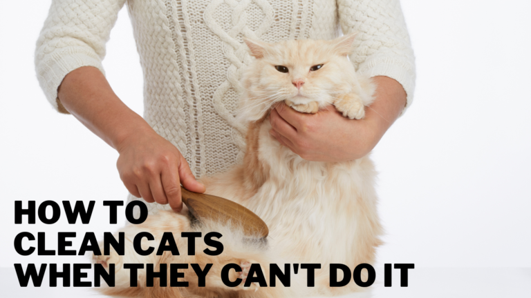 How To Clean Cats When They Can’t Do It