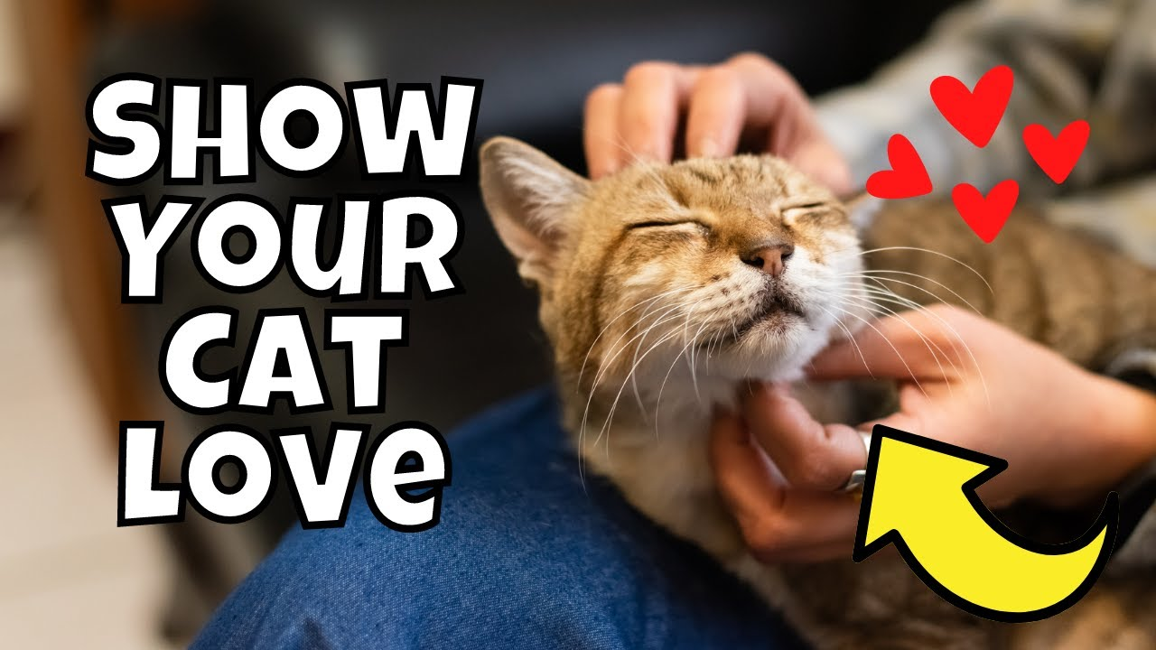 How To Show Your Cats You Love Them