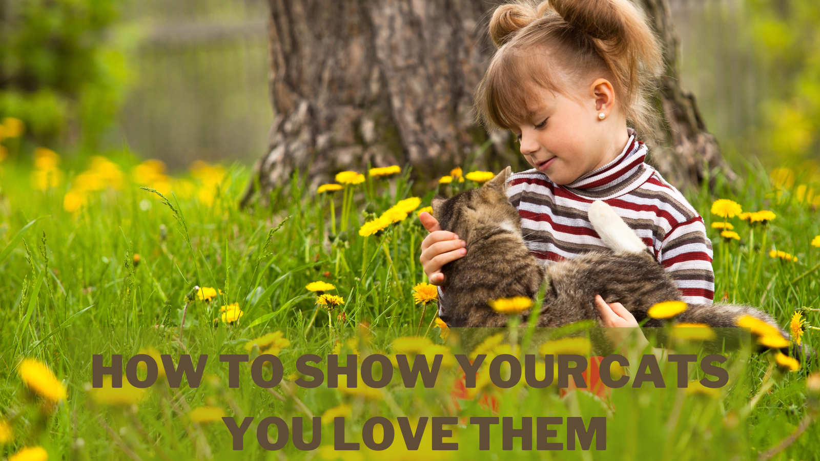 How To Show Your Cats You Love Them