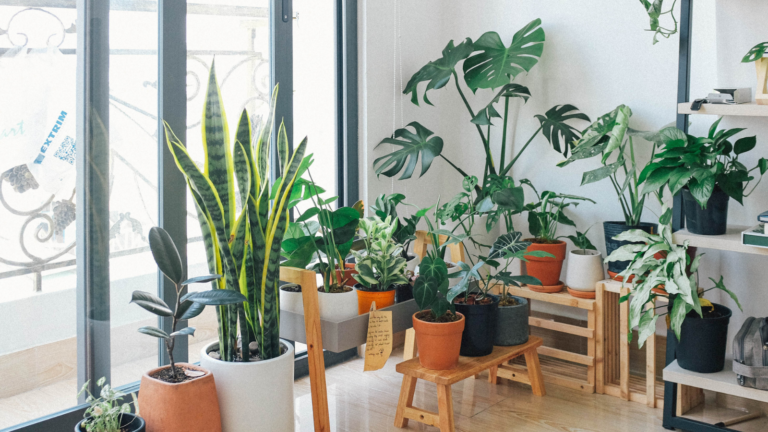 Top 6 Indoor Plants That Relieve Stress