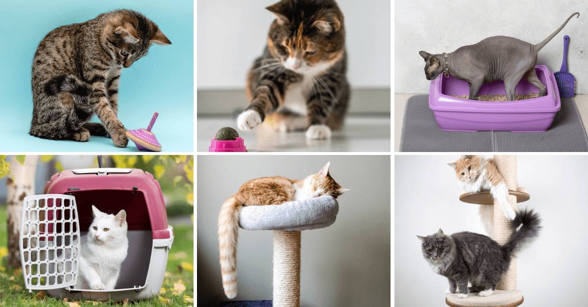 Ultimate Guide To Cat Supplies