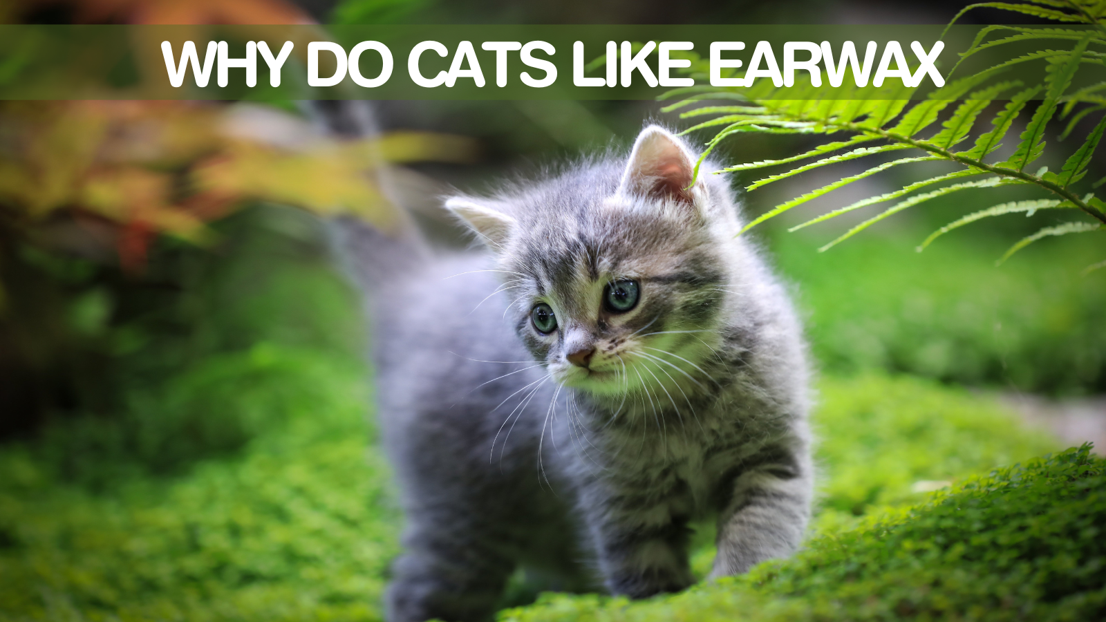 Why Do Cats Like Earwax