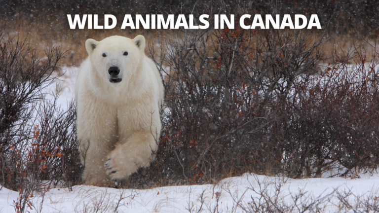 Wild Animals In Canada