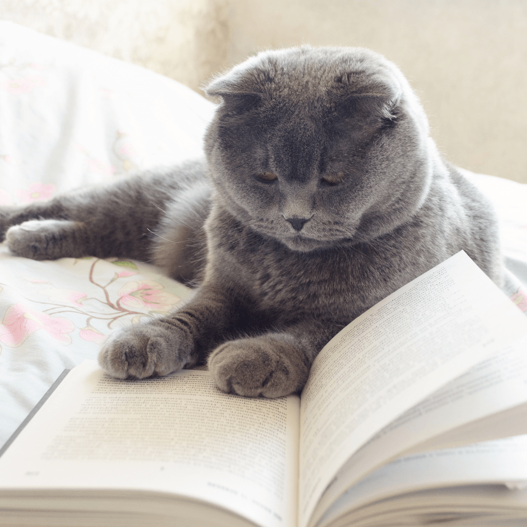The Vital Role Of Books For Cat Lovers