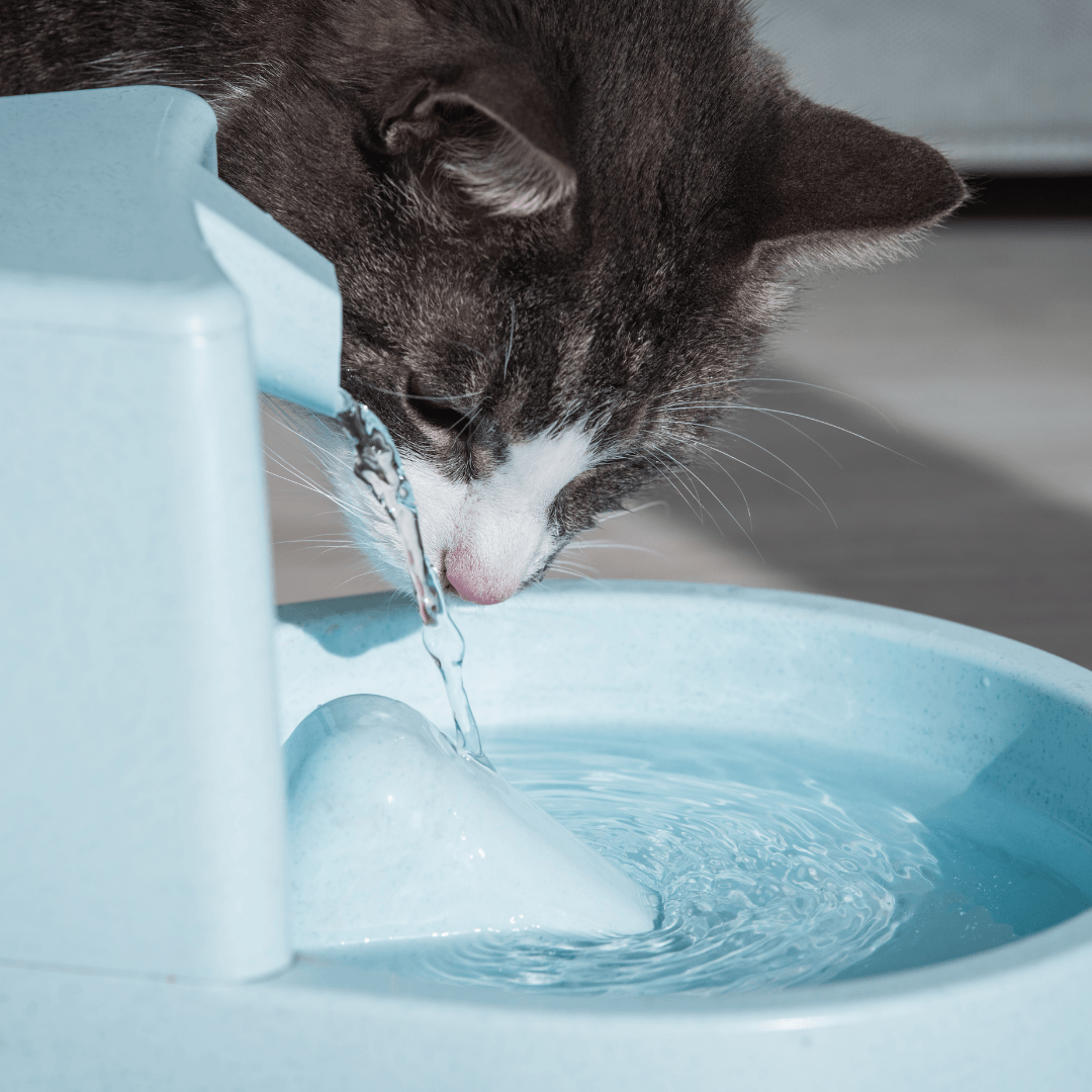 Cat Water Fountain