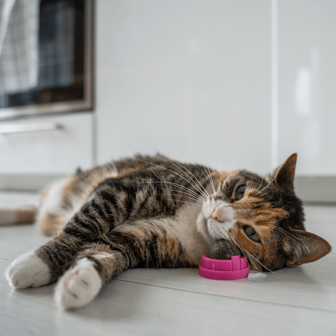 Catnip And Catnip Toys