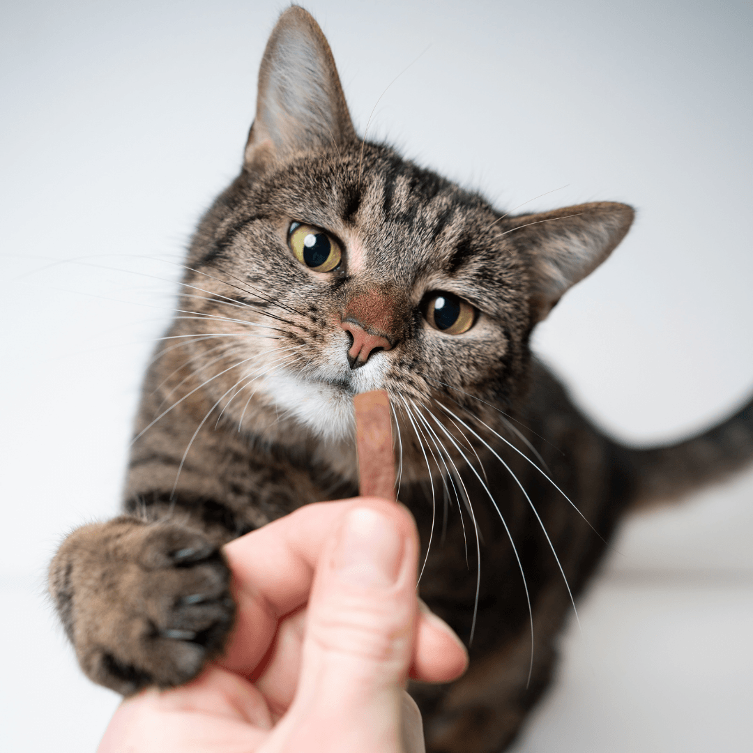 Cat Treats