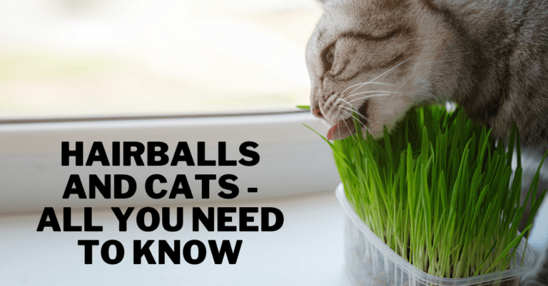 Hairballs And Cats – All You Need To Know