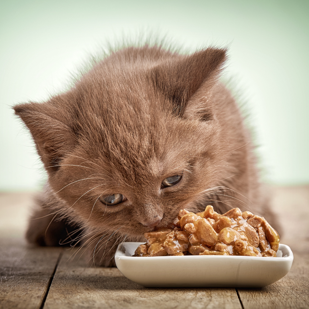 Kitten Food