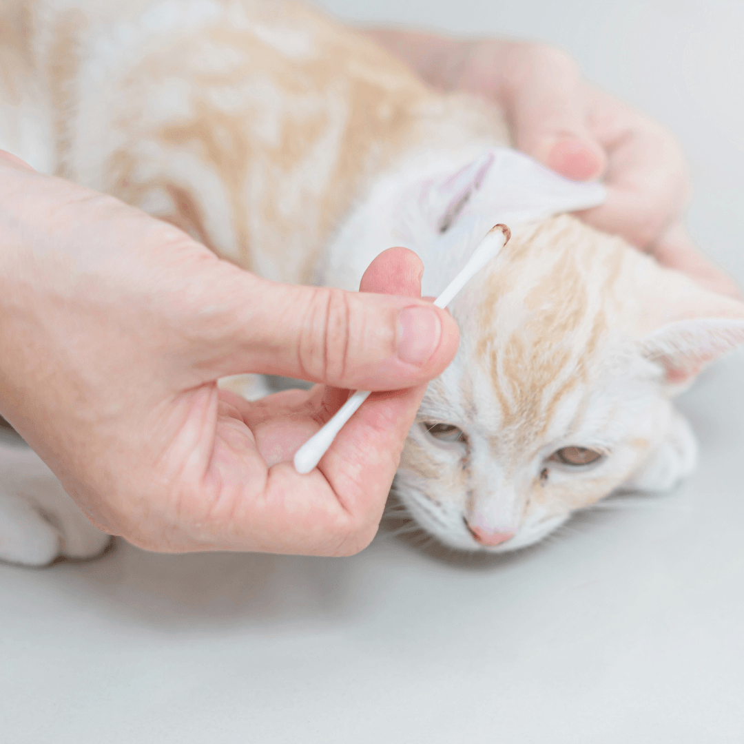 Why Do Cats Like Earwax? The Science Behind This Feline Fascination