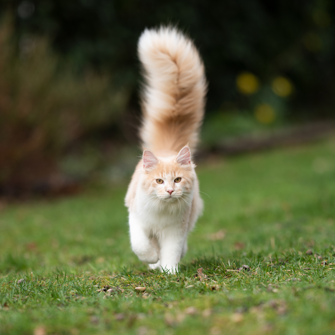 Your Cat’s Tail Language