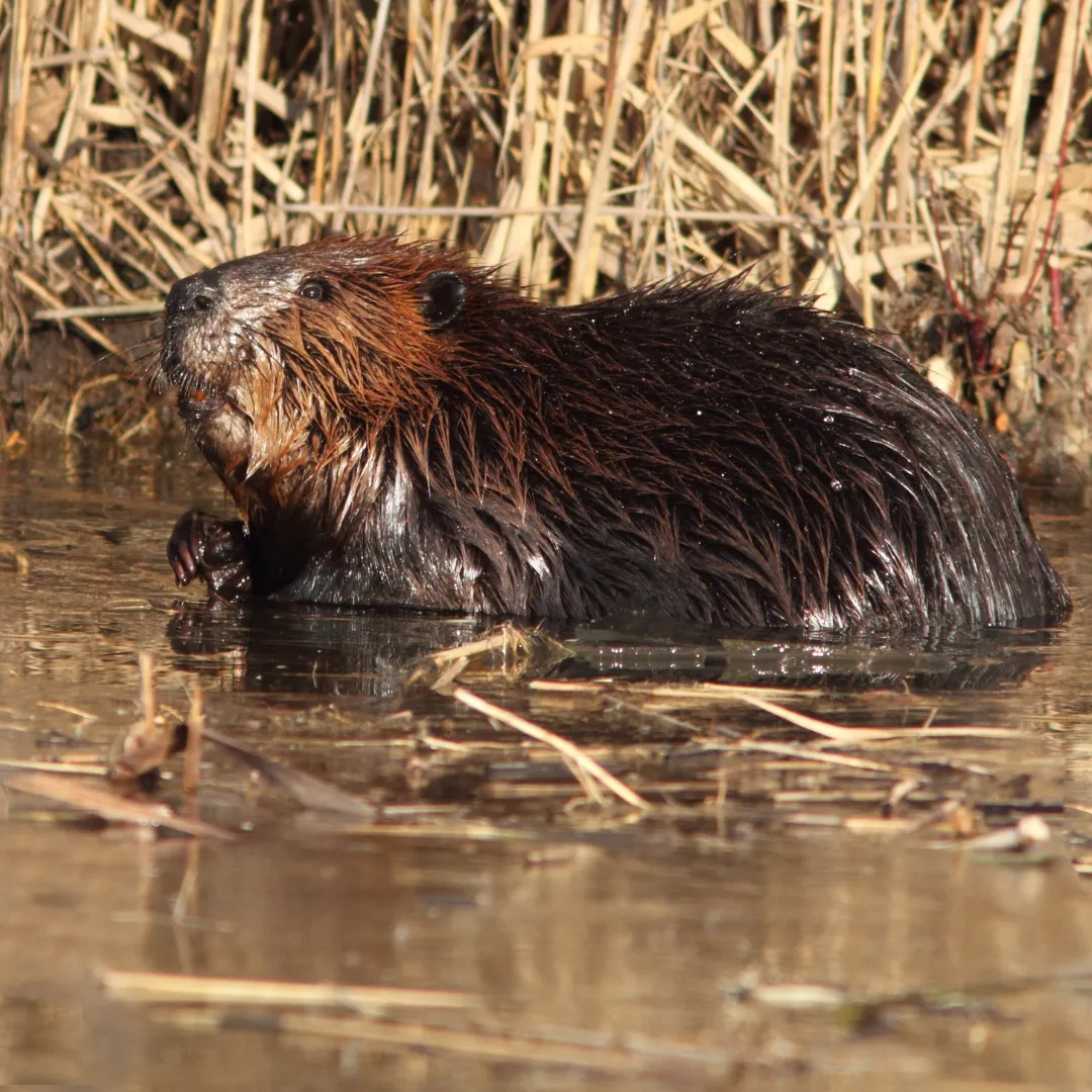Common Mammals In Canada