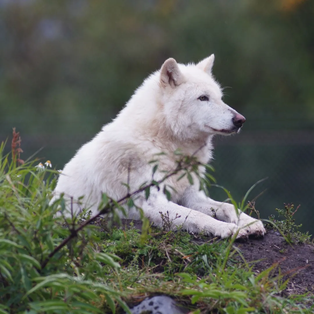 Arctic Foxes