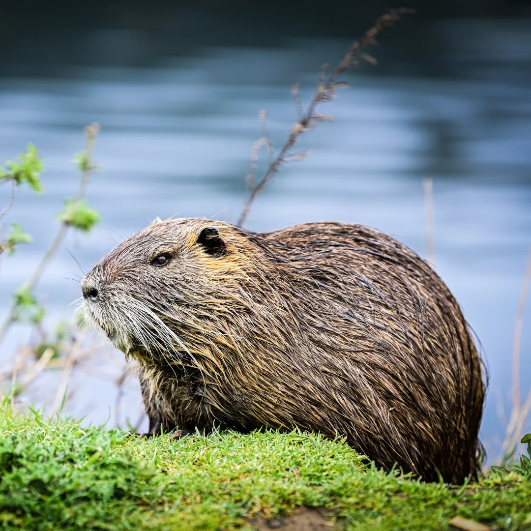 Canadian Beavers