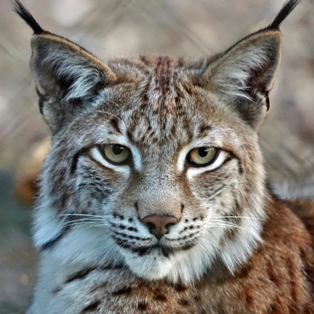 Canada Lynx