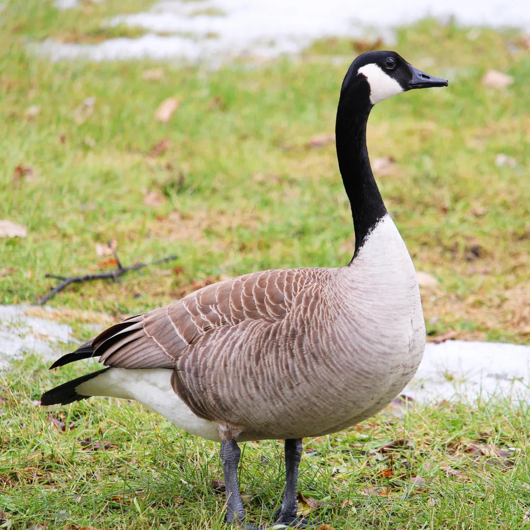 Common Birds In Canada