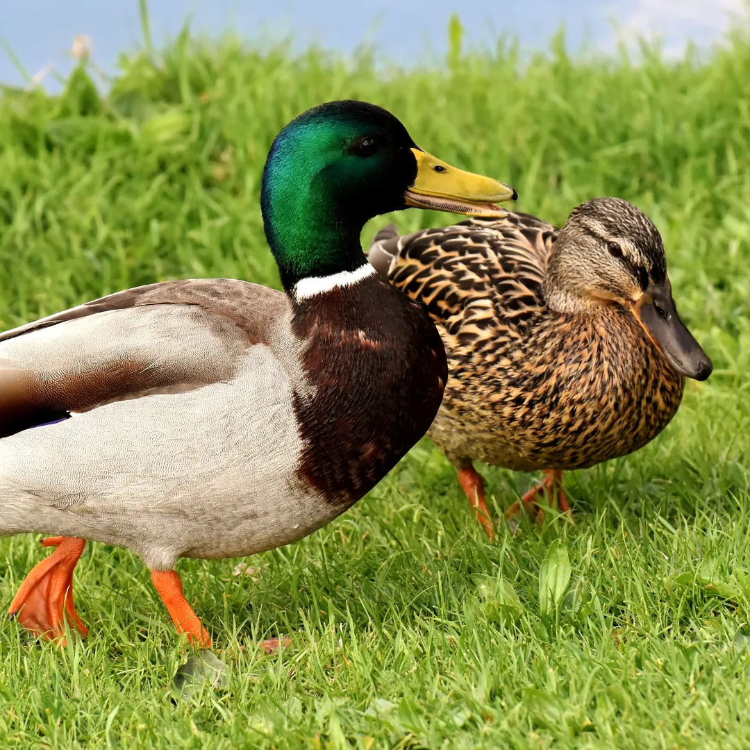 Mallard Ducks