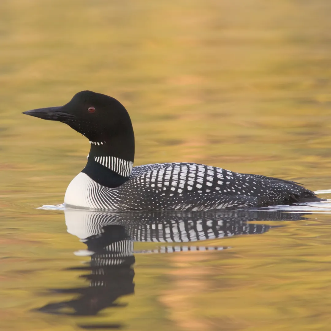 Common Loon