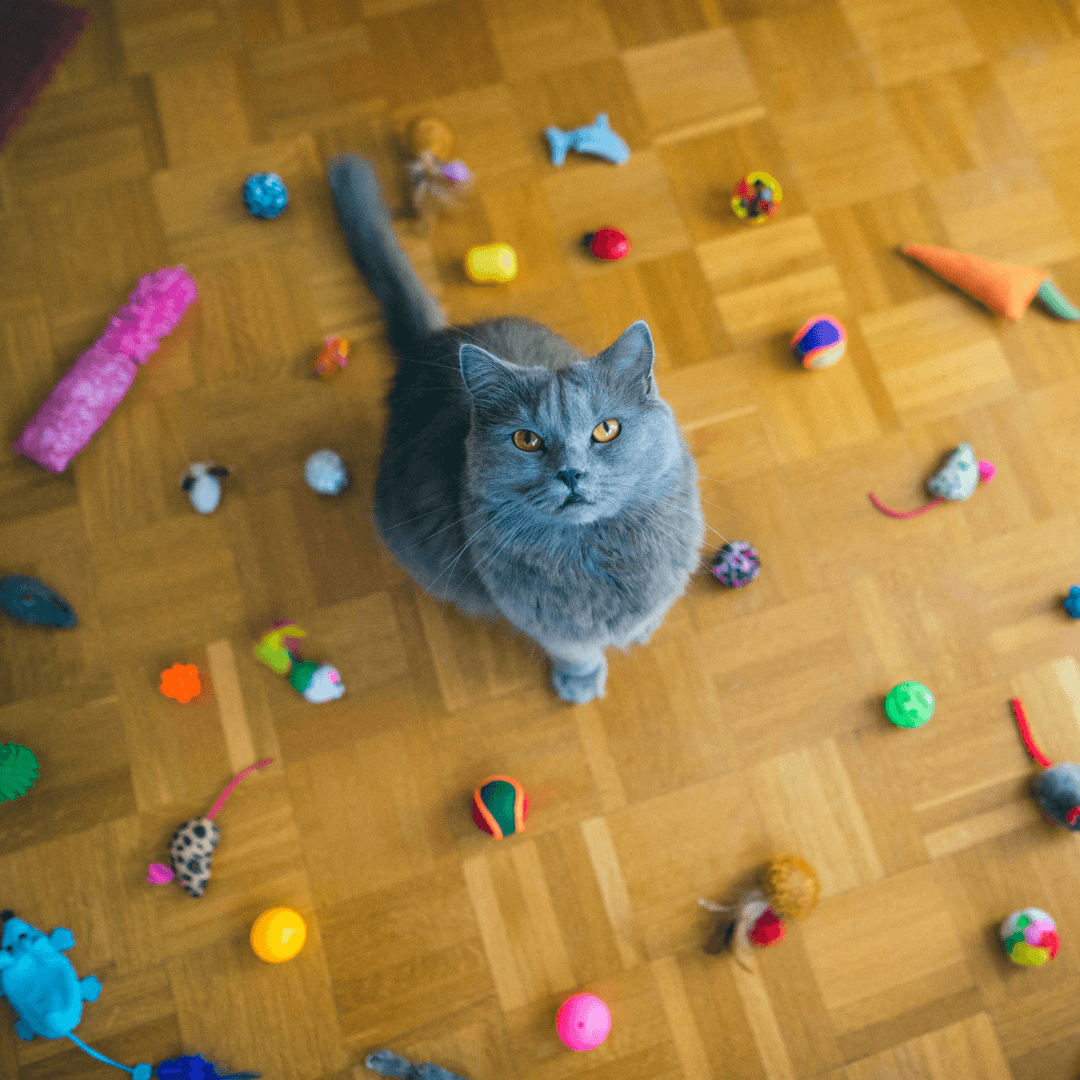 Cat Toys