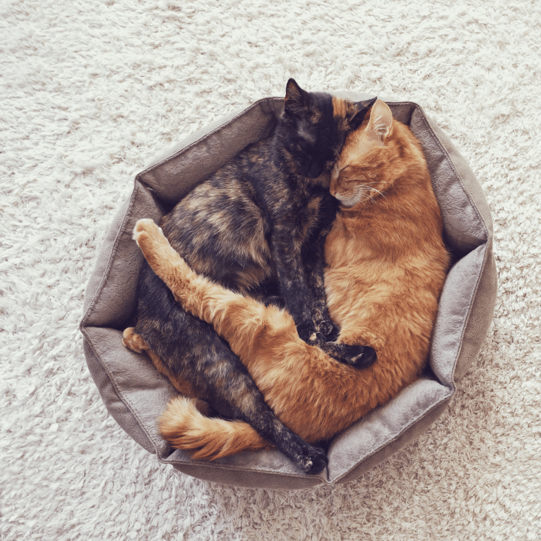 Cat Beds And Comfort Accessories