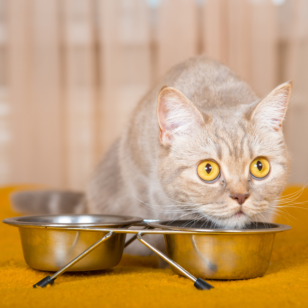 Conclusion To The Best Foods For Cats