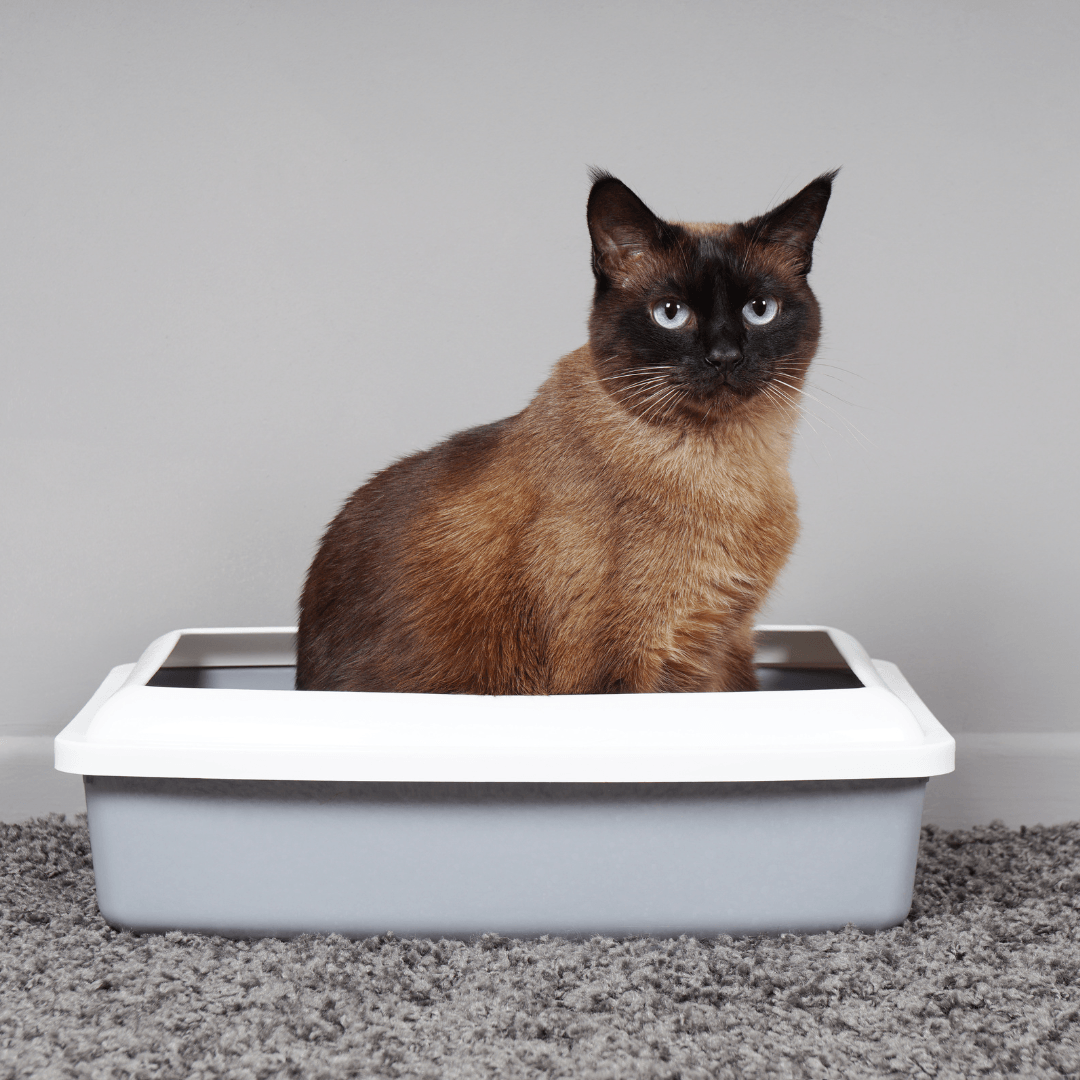 Changes In Litter Box Habits