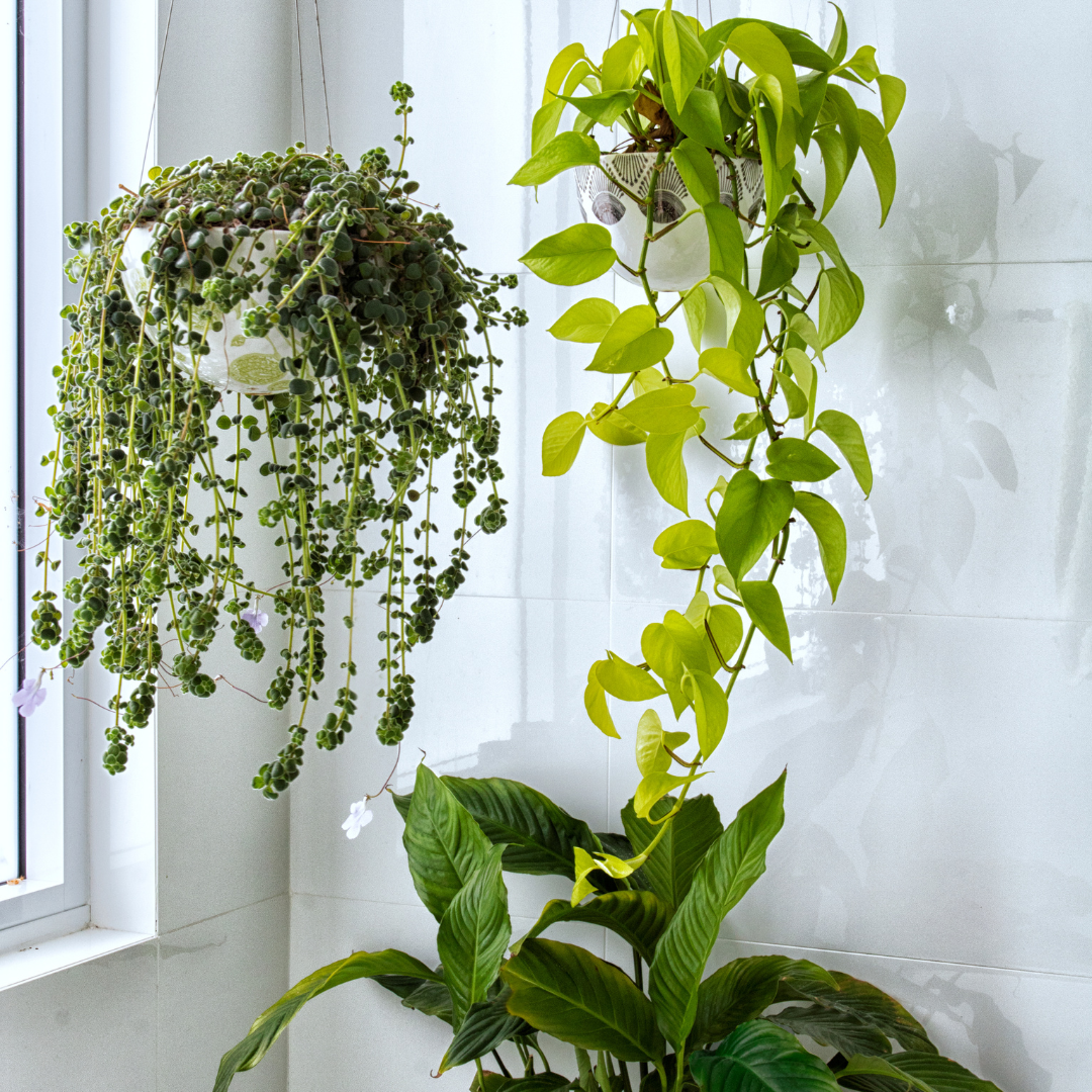 How To Care For Indoor Plants That Relieve Stress