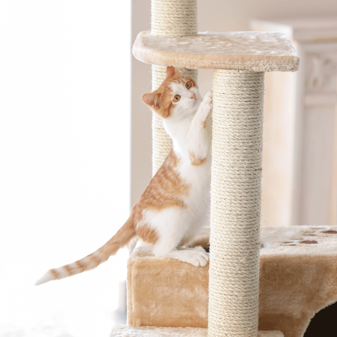 Scratching Posts And Cat Trees