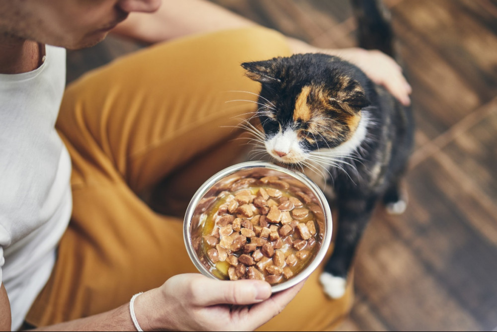 Best Foods For Cats