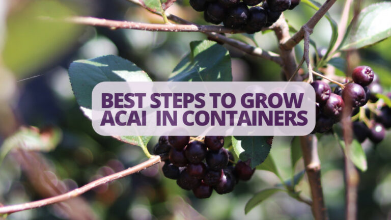 Best Steps To Grow Acai In Containers
