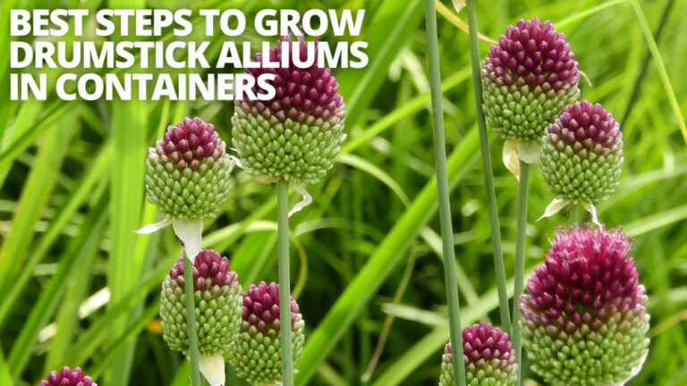 Best Steps To Grow Drumstick Alliums In Containers