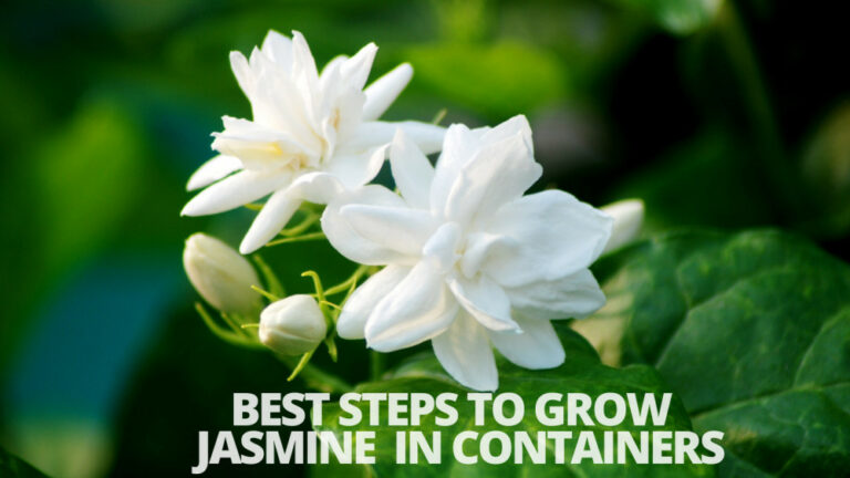 Best Steps To Grow Jasmine In Containers