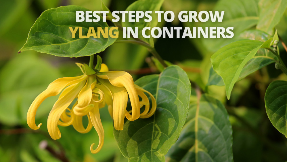 Best Steps To Grow Ylang In Containers