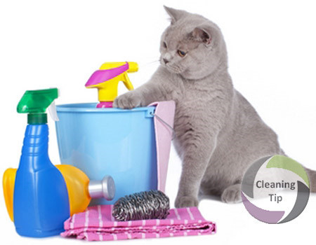 How To Clean Your Cat When It Can't Do It