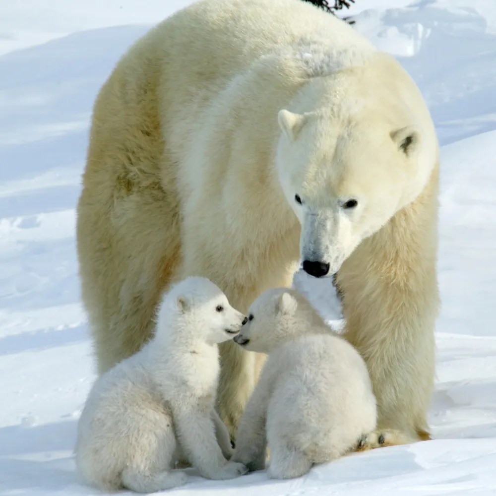 Polar Bears