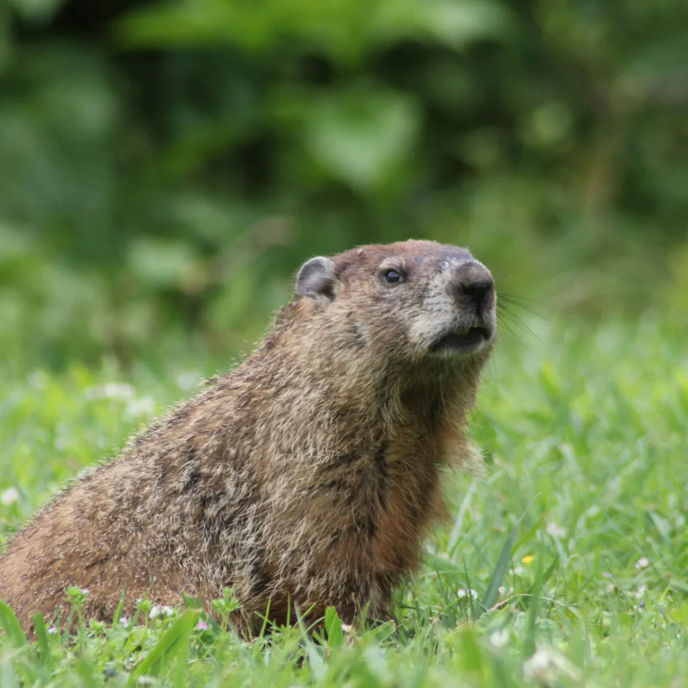 Groundhog (woodchuck) sitting in green grass in Canada