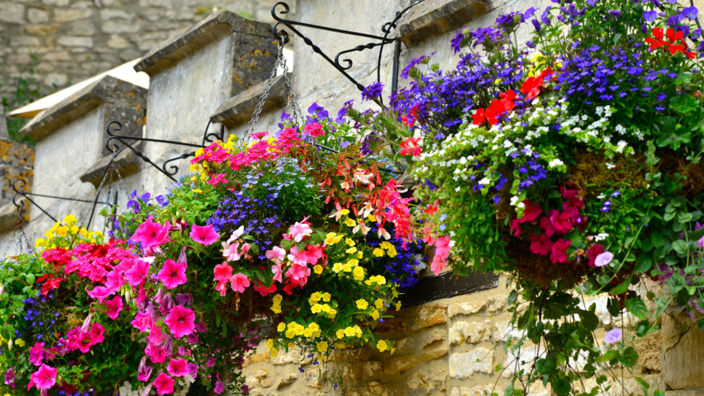 Best Plants For Winter Hanging Baskets In 2024