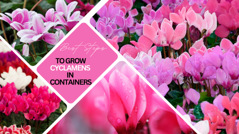 Best Steps To Grow Cyclamens In Containers