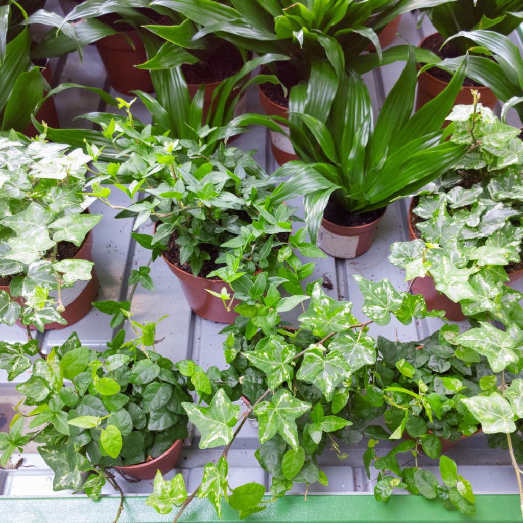 Best Steps To Grow Ivy In Containers 2024 Close To Nature