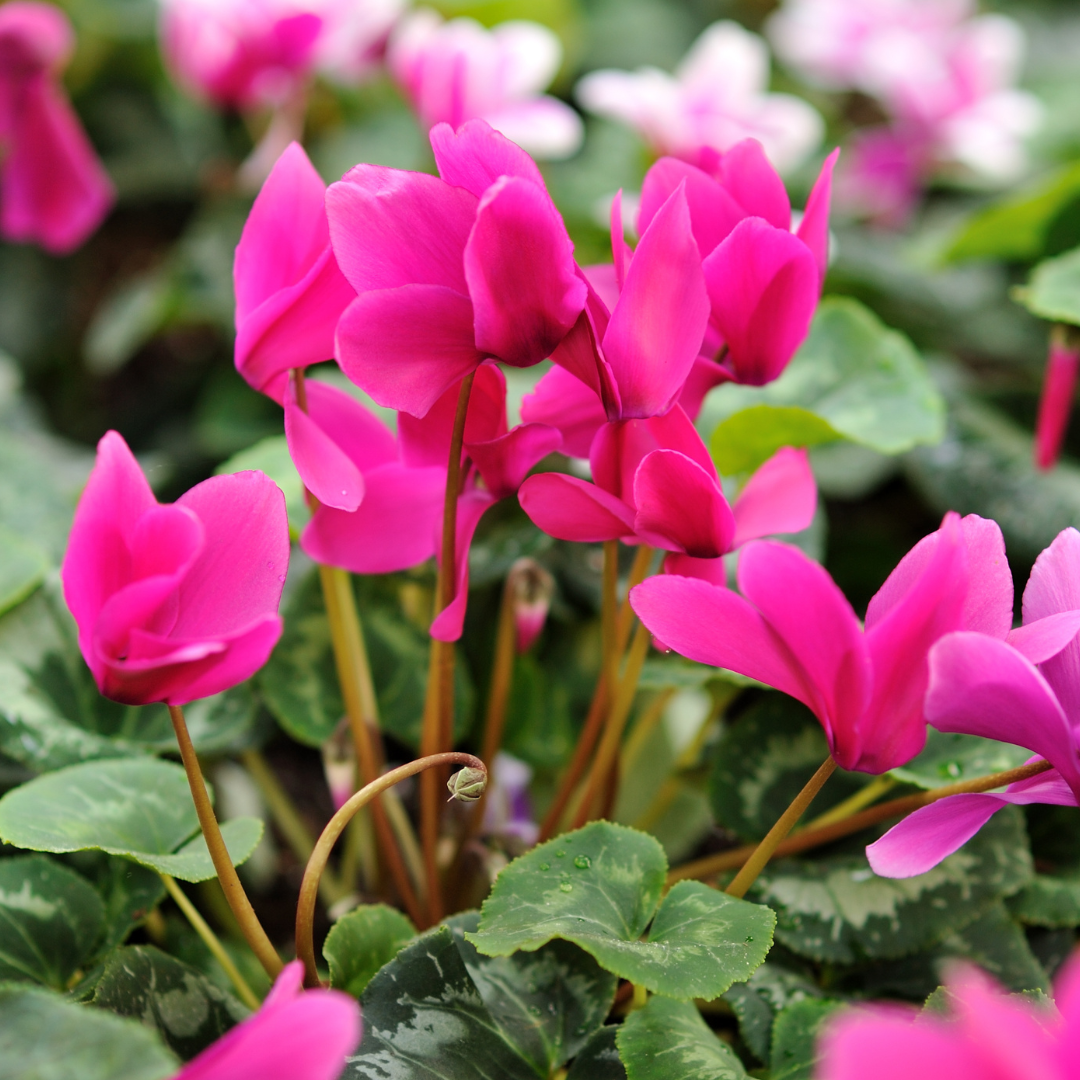 Cyclamen Alpinum