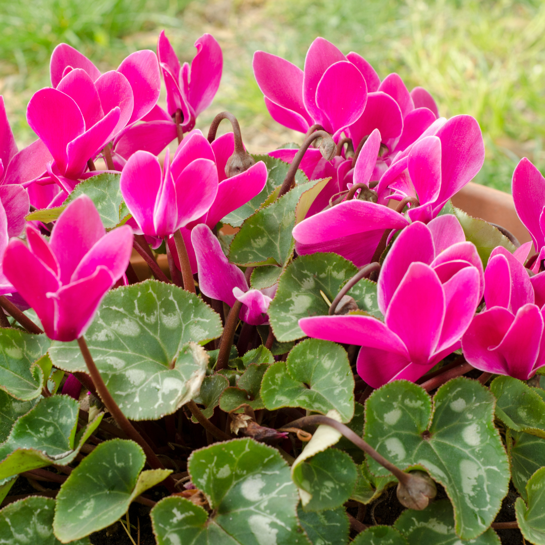 Cyclamen Coum