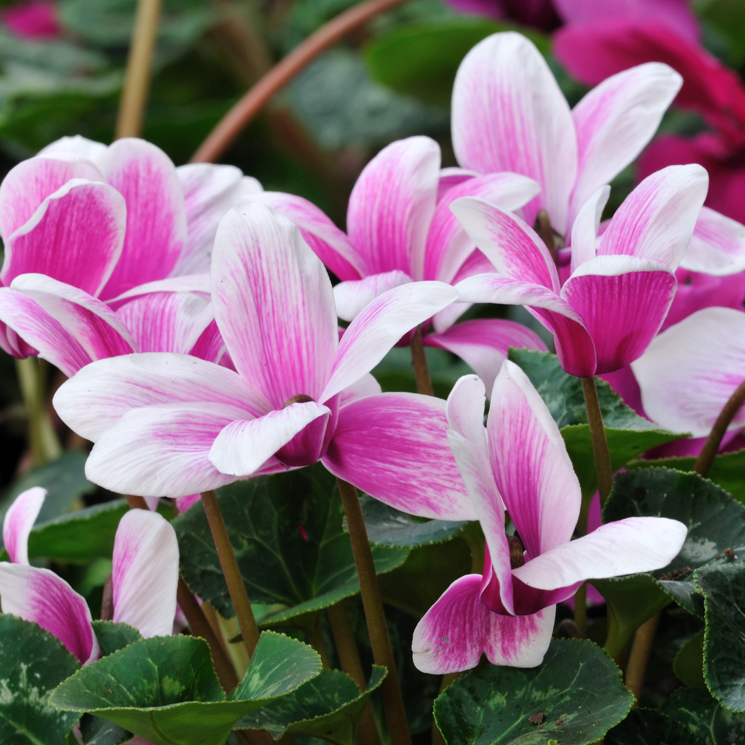 Cyclamen Libanoticum