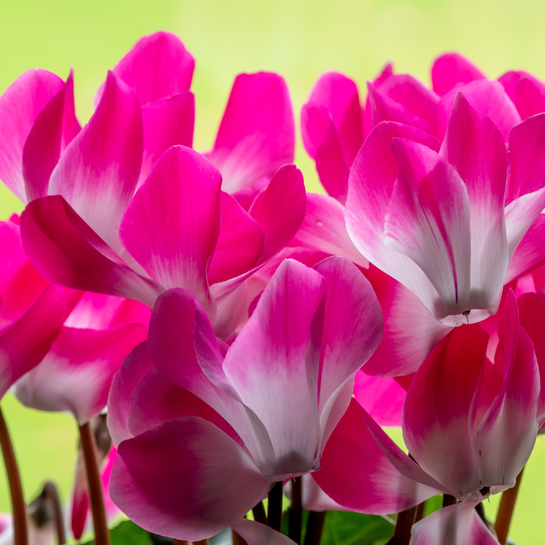 Cyclamen Persicum