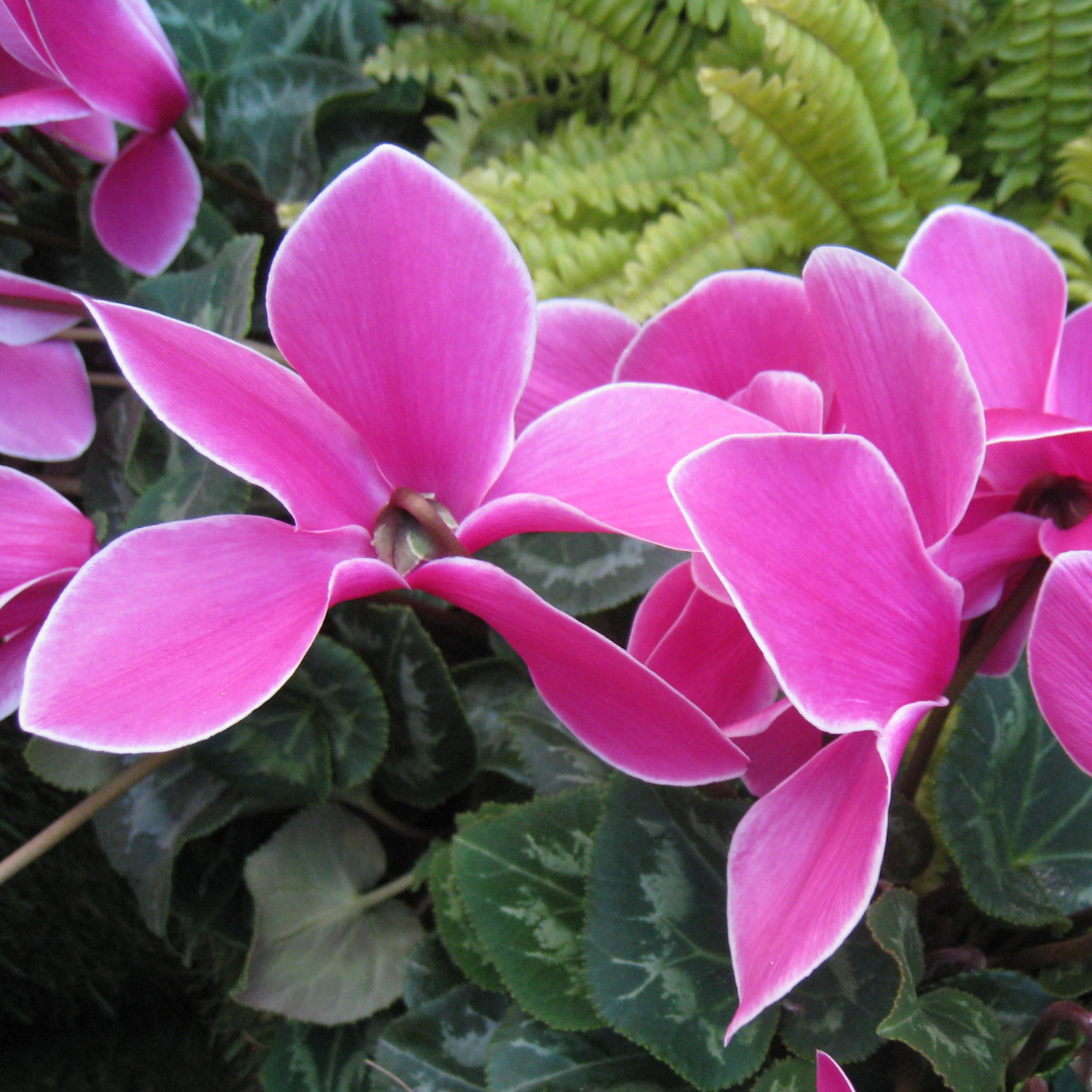 Cyclamen Pseudibericum