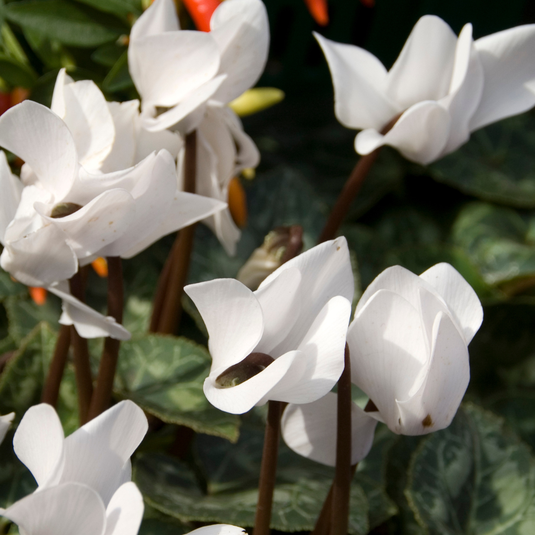 Cyclamen Hederifolium